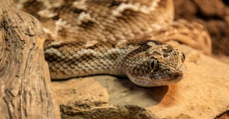What South Dakota Dog Owners Should Know About Prairie Rattlesnakes