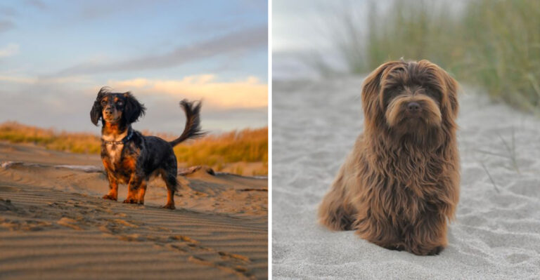 10 Small Dog Breeds That Fit Rhode Island’s Compact Coastal Lifestyle