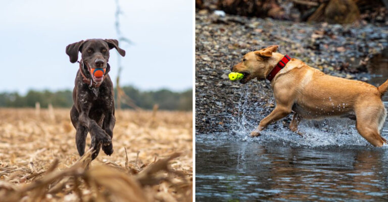 12 Dog Breeds Suited To Kansas Farms And Wide-Open Properties