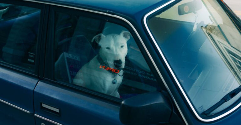 What Pennsylvania Law Says About Leaving A Dog In A Hot Car