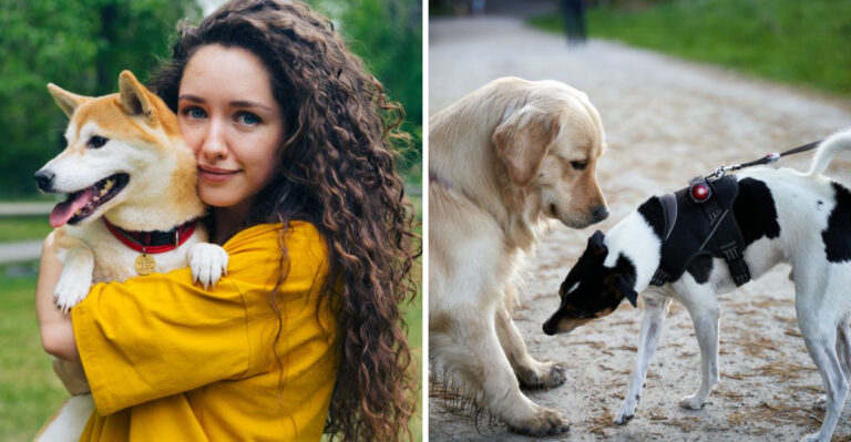 19 Michigan Dog Laws That Deserve More Attention