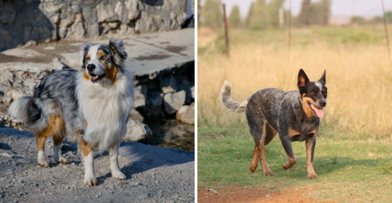 15 Dog Breeds That Match Colorado’s Active, Trail-Heavy Lifestyle