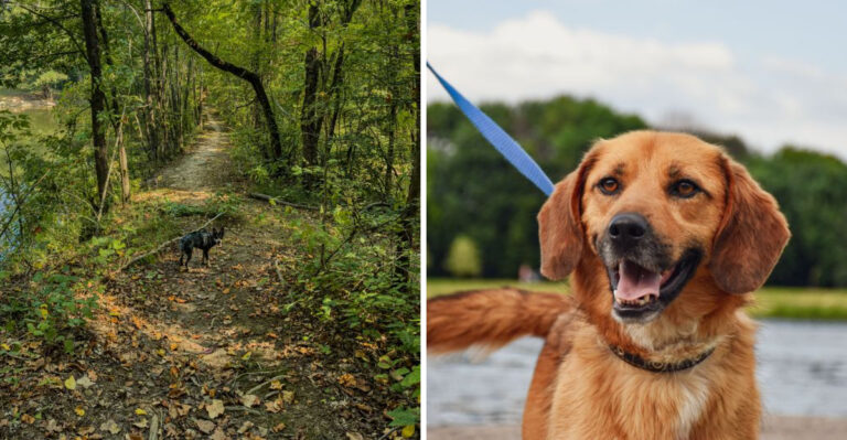 What to Do If Your Georgia Dog Meets a Snake Near Water