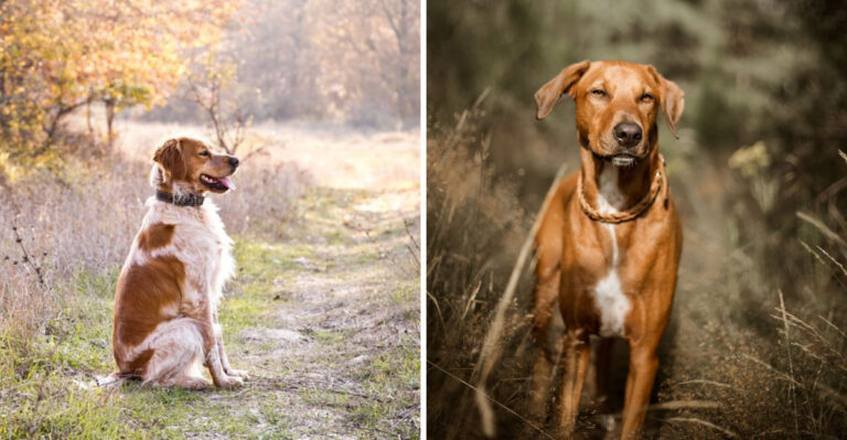 15 Dog Breeds That Fit Virginia’s Trail-And-Suburb Lifestyle