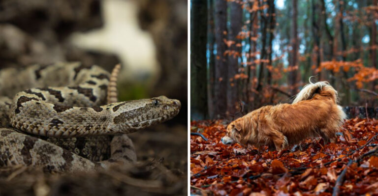 What Tennessee Dog Owners Should Know About Snakes And Wildlife In The Smokies And Beyond