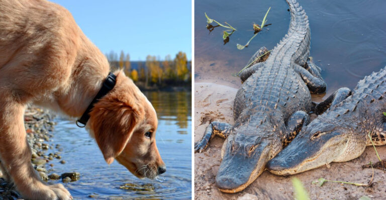 What To Do If An Alligator Is Near Your Dog In Mississippi