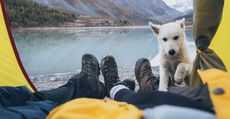 What To Know Before Bringing Your Dog Camping In Colorado’s High Country