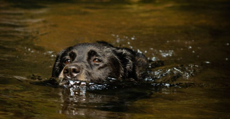 10 Hiking Companion Breeds For Kentucky’s Hills, Gorges, And Forests