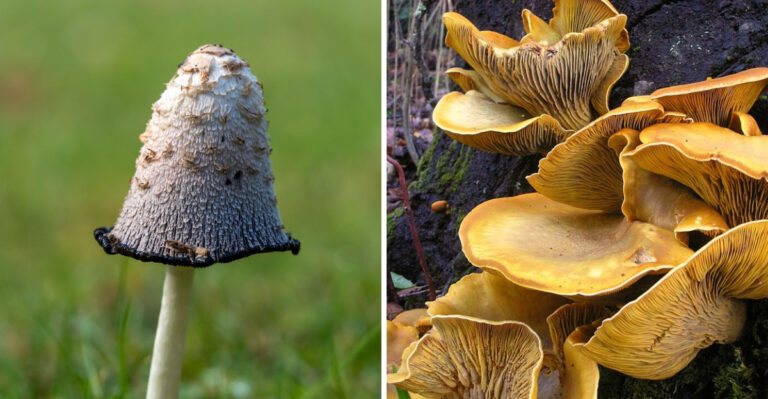 15 Common Mushrooms That Can Harm Dogs In Washington Yards