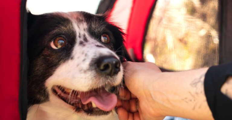 How To Build A Hurricane Evacuation Plan When You Own A Dog In Florida