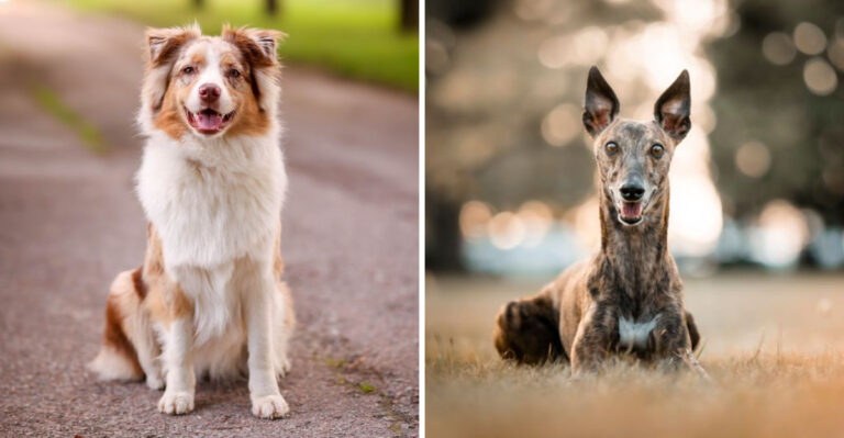 15 Dog Breeds That Fit Texas Living From Big Cities To Wide-Open Properties