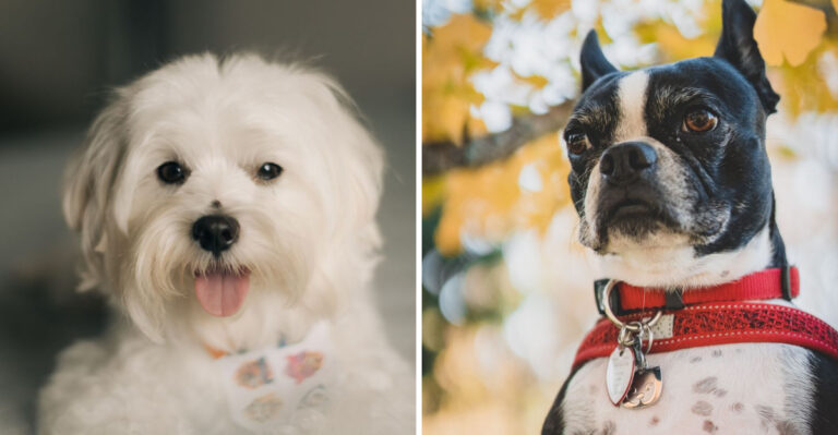 15 Apartment-Friendly Dog Breeds For Las Vegas And Reno In Nevada