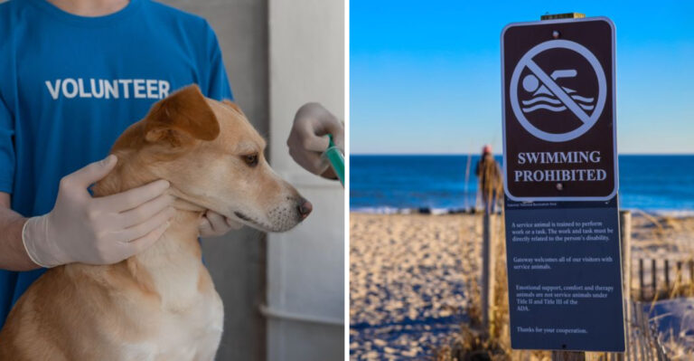 15 Dog Ownership Rules That Surprise People Who Move to Colorado