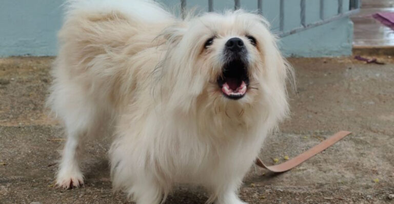 What California Law Says About Barking Dogs and Noise Complaints