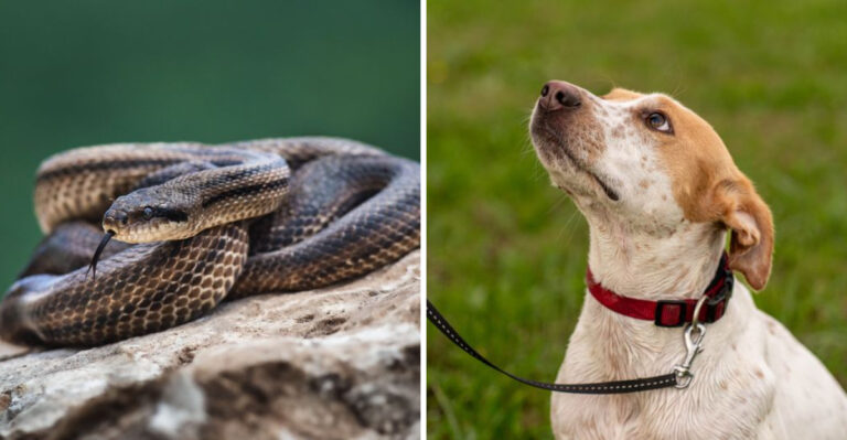 What To Do If A Cottonmouth Appears Near Your Dog In Alabama