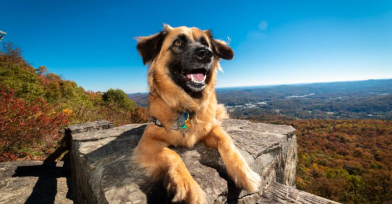 What To Know Before Taking Your Dog Hiking In Hocking Hills In Ohio