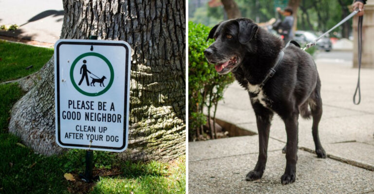 15 Georgia Dog Laws Many Owners Don’t Know About