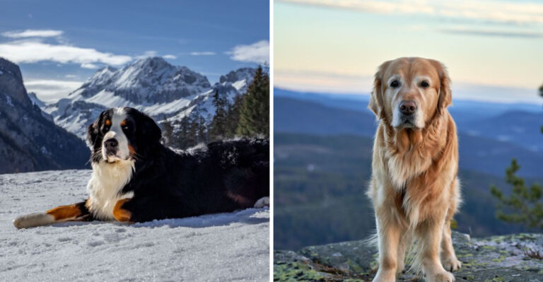 15 Dog Breeds That Fit Virginia’s Mix Of Mountain, Coastal, And Suburban Living