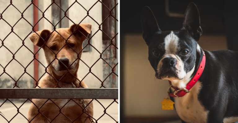 16 New Jersey Dog Laws That Could Catch Owners Off Guard