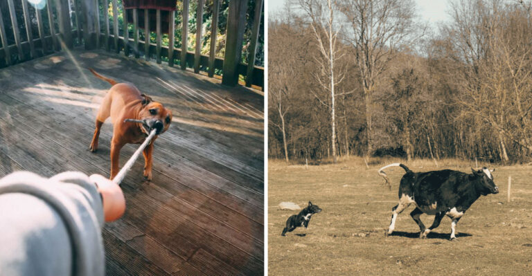 17 Minnesota Dog Laws Even Longtime Owners May Not Know