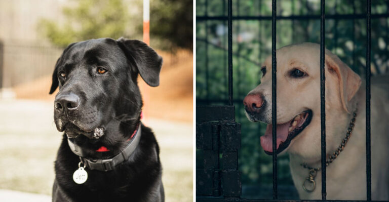 15 North Carolina Dog Laws That Often Fly Under The Radar