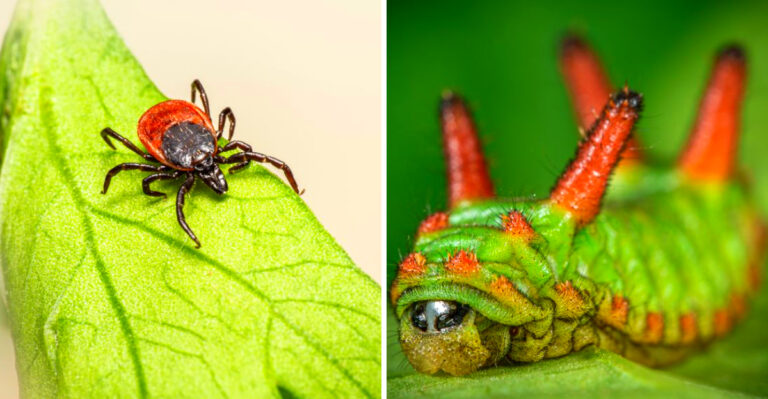 If You See This Bug in Your Florida Yard, Keep Your Dog Away From It