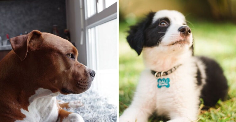17 Ohio Dog Laws That Are Easier To Miss Than You Think