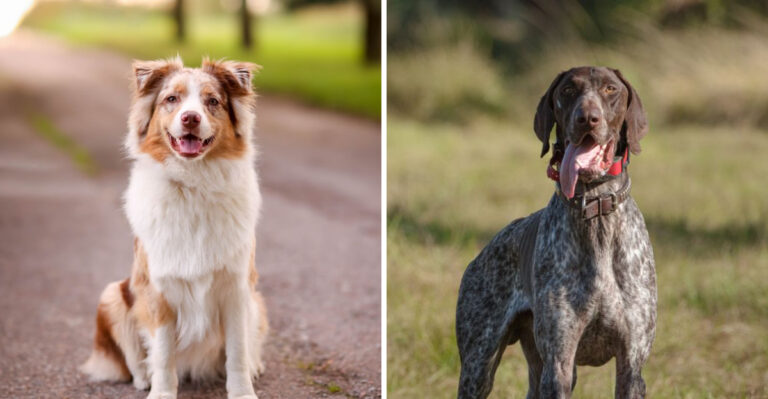 18 Dog Breeds Suited To New Mexico’s High-Desert Lifestyle