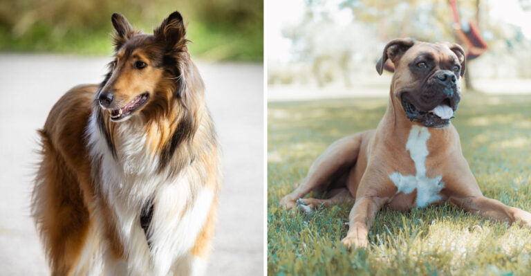 16 Family-Friendly Dog Breeds For Ohio’s Suburban And Small-Town Lifestyle