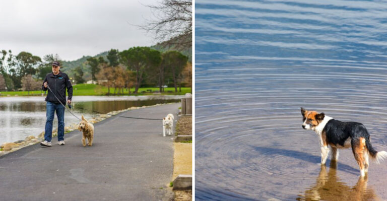 What Missouri Dog Owners Should Know Before Taking A Dog To The Lake Of The Ozarks