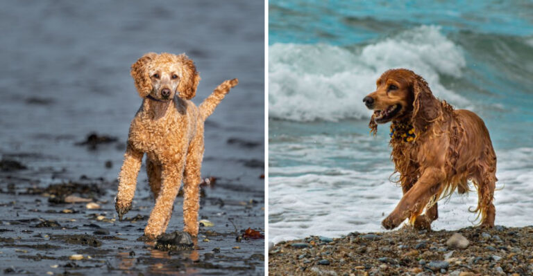 18 Water-Loving Dog Breeds Perfect for Life in Florida