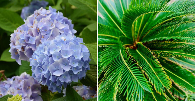 11 Everyday Texas Yard Plants That Are Risky for Dogs