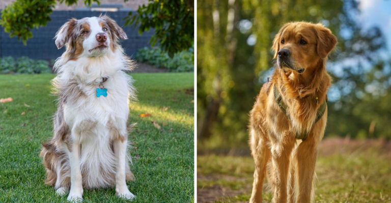 15 Iowa Dog Breeds Suited To Farm Life And Wide-Open Spaces