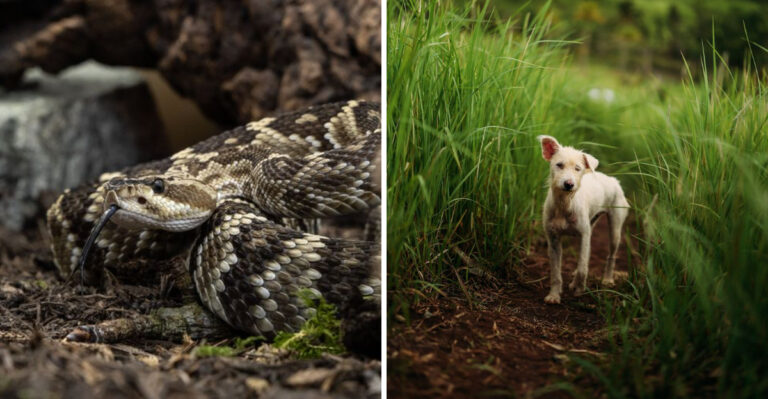 What North Carolina Dog Owners Should Know About Snakes On Trails And Around The Yard