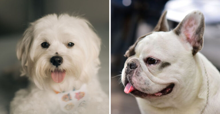 18 Dog Breeds That Fit New Jersey’s Apartment-And-Suburb Lifestyle