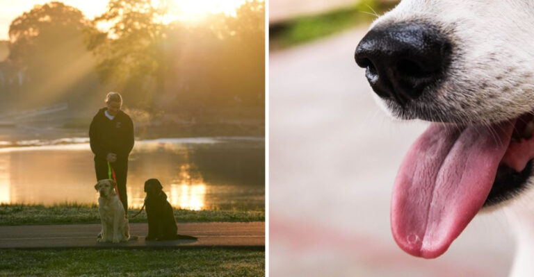What Georgia Dog Owners Need To Know About Heat, Humidity, Snakes, And Summer Walks