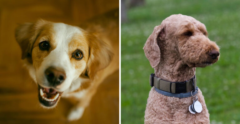 18 Tennessee Dog Laws Many Pet Owners Overlook