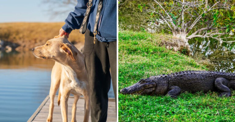 What Florida Dog Owners Need To Know About Alligators, Heat, And Waterside Walks
