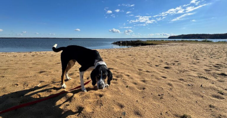 12 Virginia Beaches Where Dogs Can Actually Enjoy The Sand