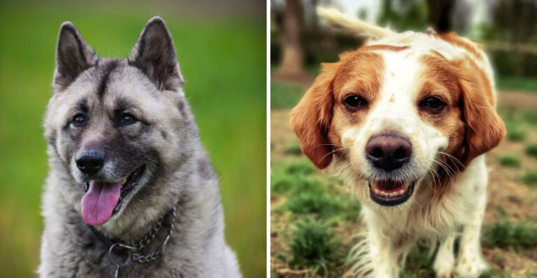 15 Dog Breeds Suited To Montana’s Cold, Active, Open-Space Lifestyle