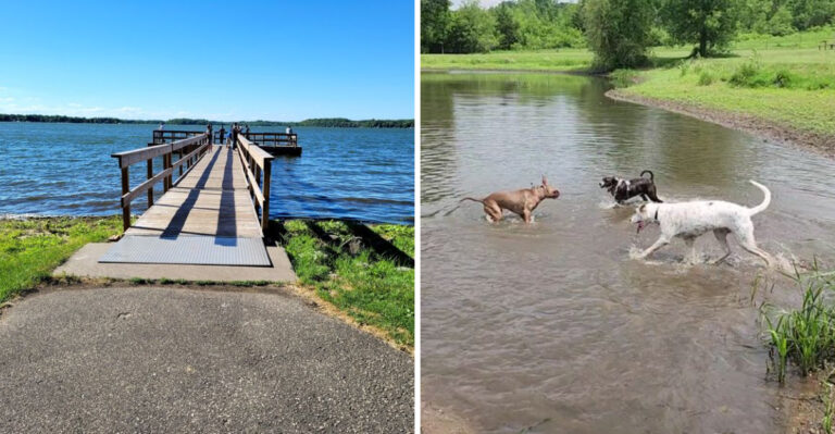 20 Dog-Friendly Lakes In Minnesota For Summer Swims