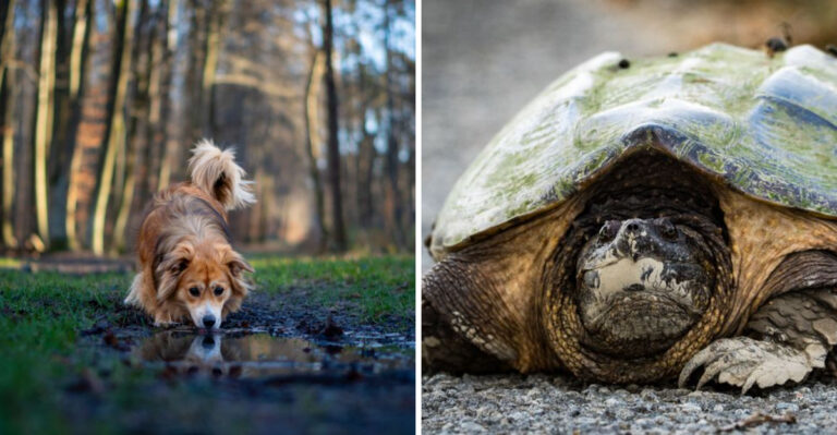 What to Do If Your Tennessee Dog Meets a Snapping Turtle