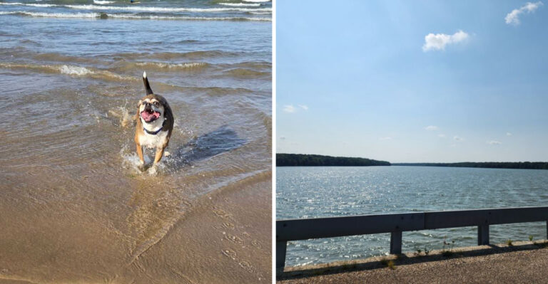 16 Illinois Lake And River Spots To Explore With A Water-Loving Dog