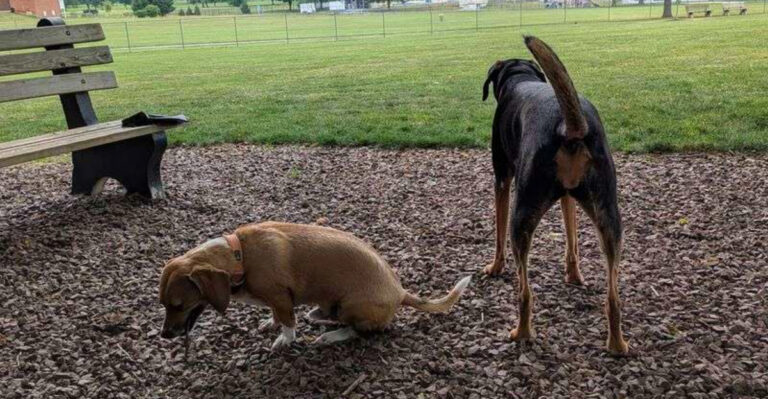 20 Best Dog Parks in Pennsylvania