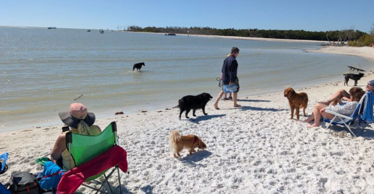 15 Florida Swimming Spots Your Dog Will Beg to Go Back To