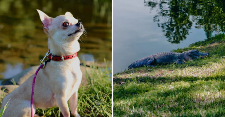 What South Carolina Dog Owners Should Know About Alligators Around Ponds, Lakes, And Coastal Trails