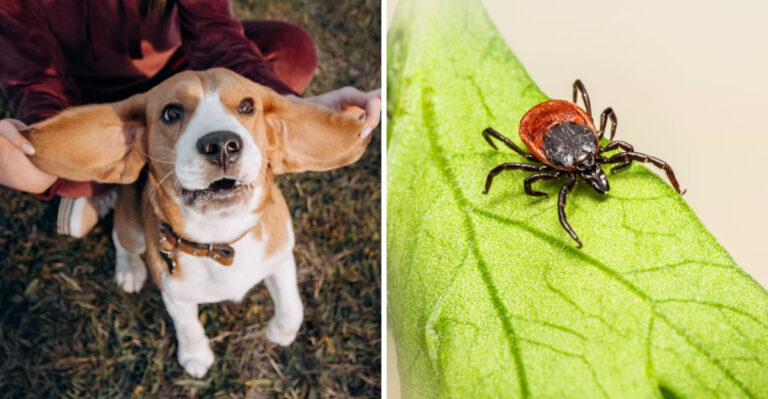 Why Tick Checks Matter Through Vermont’s Cool Shoulder Seasons