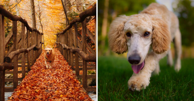 18 Dog Breeds That Are Surprisingly Perfect for Life in North Carolina