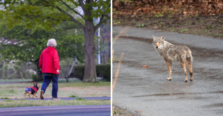 What Illinois Dog Owners Should Know About Coyotes In Chicago And The Surrounding Suburbs