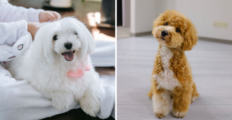 15 Apartment-Friendly Dog Breeds For Los Angeles And San Francisco Life In California